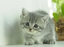 ミヌエット【栃木県・女の子・2019年11月25日・ブルーマッカレルタビー】の写真5