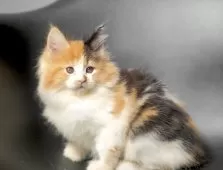 メインクーン【栃木県・女の子・2025年9月14日・ブラウンパッチドタビー&ホワイト】の写真10