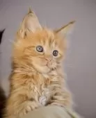 メインクーン【栃木県・男の子・2025年10月26日・レッドソリッド】の写真10