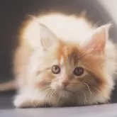 メインクーン【栃木県・女の子・2025年9月14日・レッドクラッシックタビー&ホワイト】の写真12