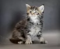 メインクーン【栃木県・男の子・2025年10月20日・ブラウンクラッシックタビー】の写真13