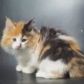 メインクーン【栃木県・女の子・2025年9月14日・ブラウンパッチドタビー&ホワイト】の写真13