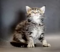 メインクーン【栃木県・男の子・2025年10月20日・ブラウンクラッシックタビー】の写真14