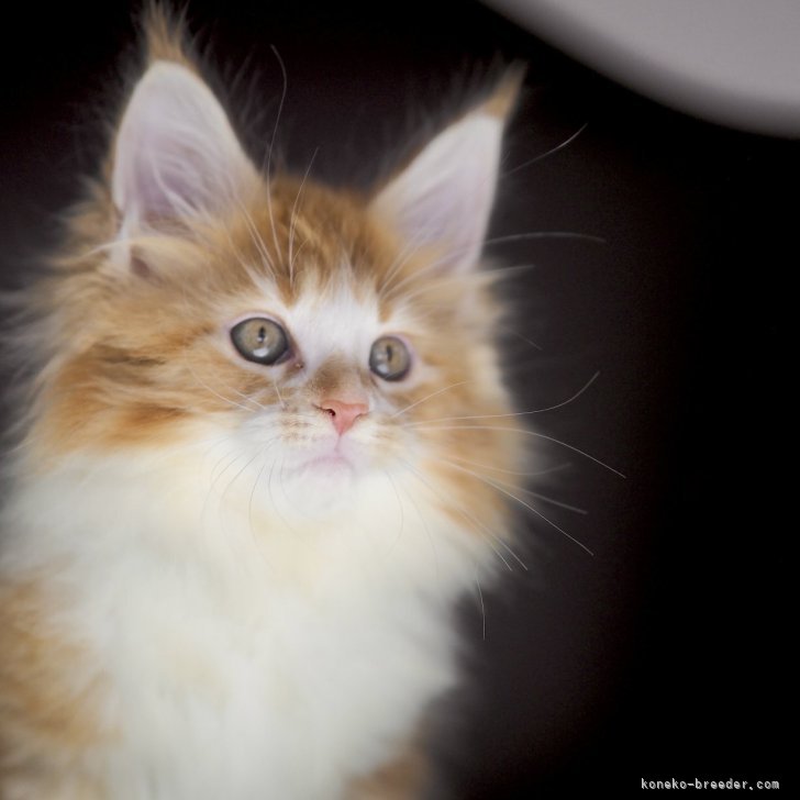 ブリーダー画像