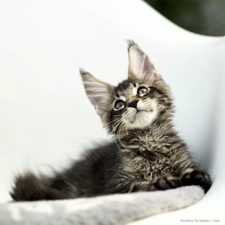 ID：2507-01078の子猫