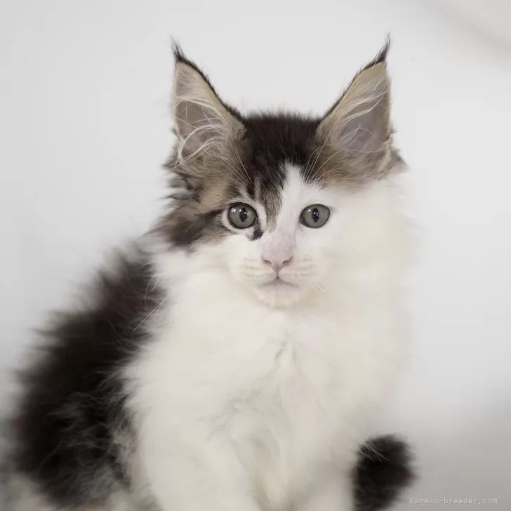 ID:2505-02488の子猫