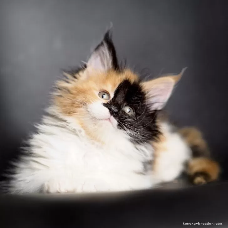 ID：2503-02762の子猫