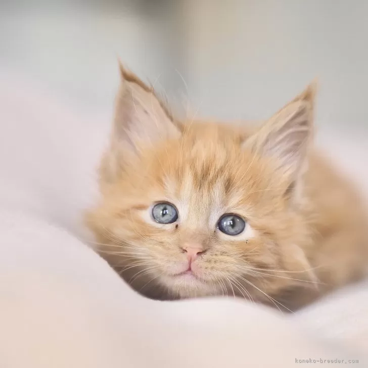 メインクーン【栃木県・男の子・2025年10月26日・レッドソリッド】の写真1