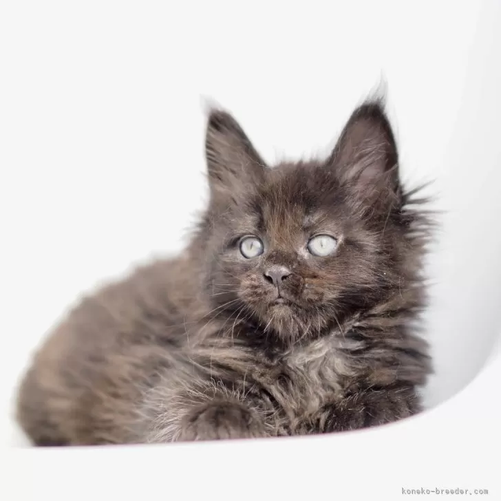 ID：2504-00569の子猫