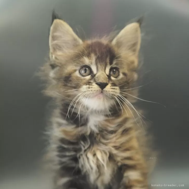 メインクーン【栃木県・女の子・2025年8月15日・ブラウンパッチドタビー】の写真1