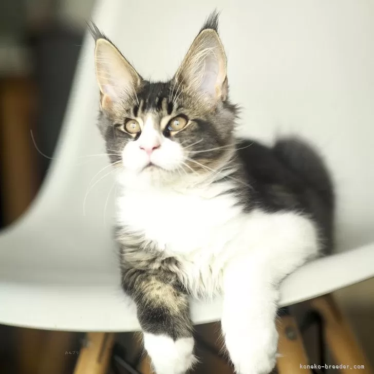 ID：2508-02341の子猫