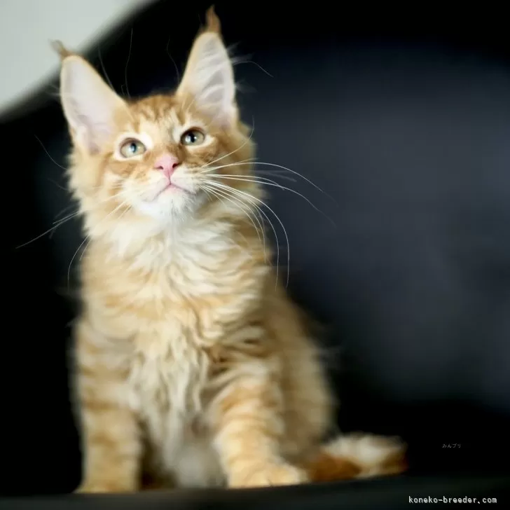 ID:2508-01025の子猫