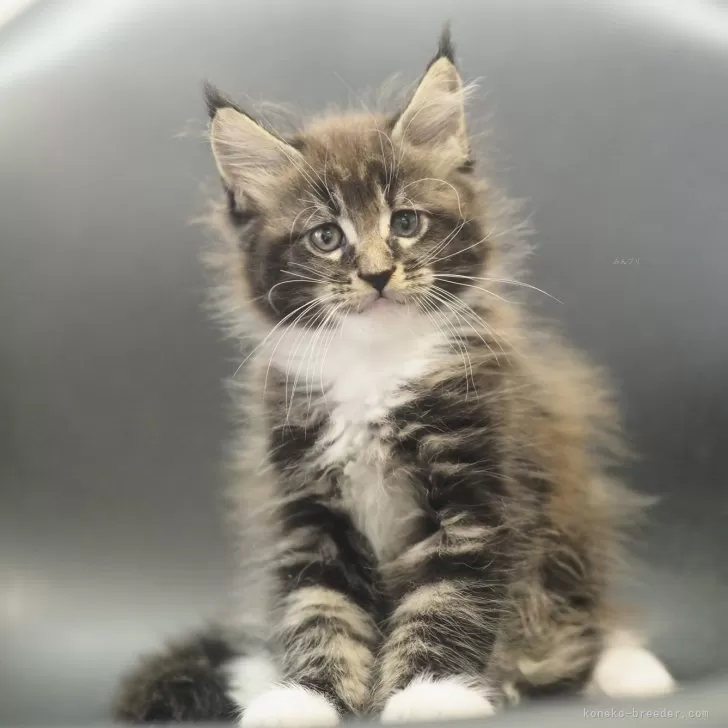 ID:2509-01998の子猫