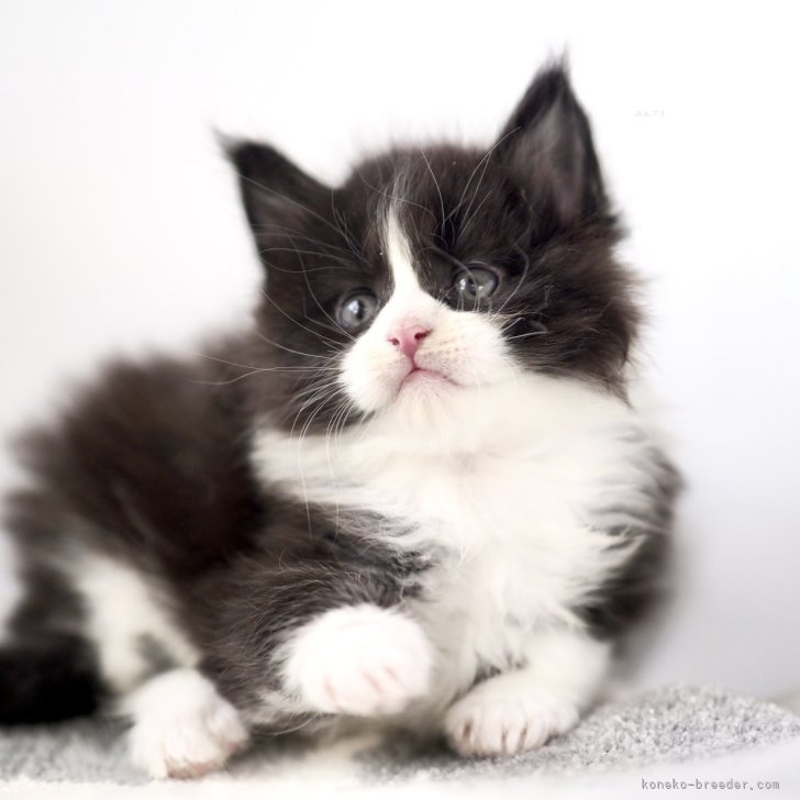 バヌアツ 5バツ メインクーン猫 2015年 バヌアツ 5 Vatu メインクーン猫 2015年 コイン - メルカリ