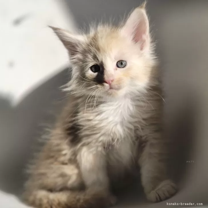ID:2501-00427の子猫