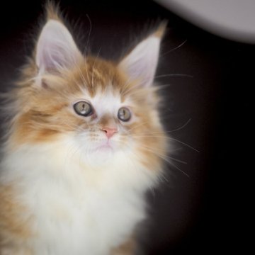 メインクーン【栃木県・女の子・2025年9月14日・レッドクラッシックタビー&ホワイト】の写真「とびきり明るい女の子」