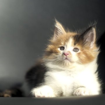 メインクーン【栃木県・女の子・2025年9月14日・ブラウンパッチドタビー&ホワイト】の写真「鮮やかなカラーの可愛い女の子です。」