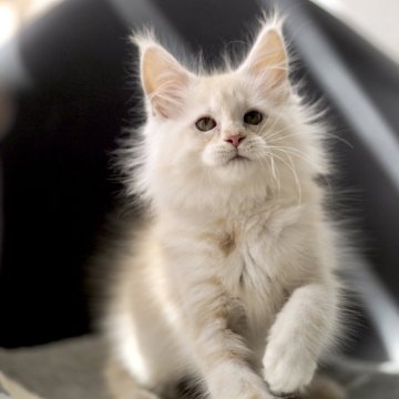 メインクーン【栃木県・女の子・2024年11月23日・カメオクラッシックタビー】の写真「美しい女の子」