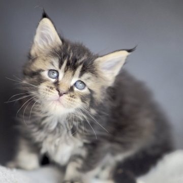 メインクーン【栃木県・男の子・2025年10月20日・ブラウンクラッシックタビー】の写真「まるで虎の赤ちゃんのよう」