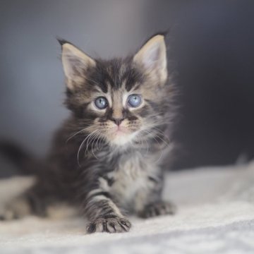 メインクーン【栃木県・男の子・2025年10月20日・ブラウンティックドタビー】の写真「甘いマスクの男の子」