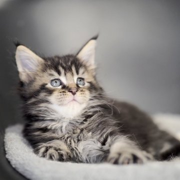 メインクーン【栃木県・男の子・2025年10月20日・ブラウンクラッシックタビー】の写真「まるで虎の赤ちゃんのよう」