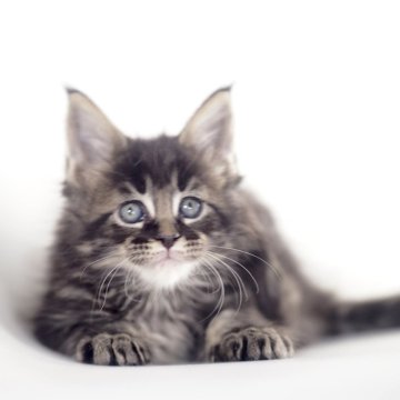 メインクーン【栃木県・男の子・2025年10月20日・ブラウンクラッシックタビー】の写真「甘いマスクの男の子」