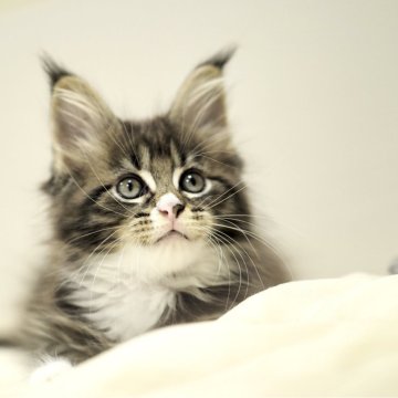 メインクーン【栃木県・女の子・2025年5月3日・ブラウンクラッシックタビー&ホワイト】の写真「ほっこり癒し系のおっとりした女の子」