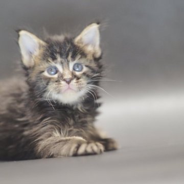 メインクーン【栃木県・男の子・2025年10月20日・ブラウンティックドタビー】の写真「甘いマスクの男の子」