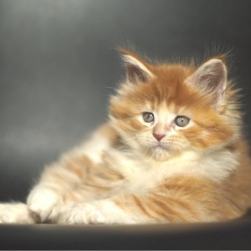 メインクーン【栃木県・女の子・2025年9月14日・レッドクラッシックタビー&ホワイト】の写真「とびきり明るい女の子」