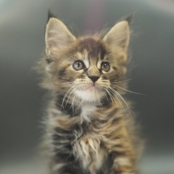 メインクーン【栃木県・女の子・2025年8月15日・ブラウンパッチドタビー】の写真「優しくキュートなママ似の女の子」