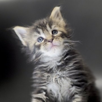 メインクーン【栃木県・男の子・2025年10月20日・ブラウンクラッシックタビー】の写真「まるで虎の赤ちゃんのよう」