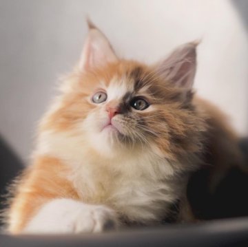 メインクーン【栃木県・女の子・2025年9月14日・レッドクラッシックタビー&ホワイト】の写真「とびきり明るい女の子」