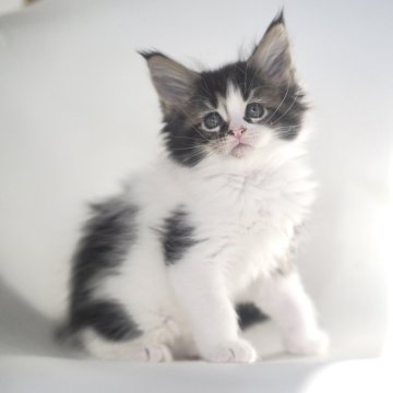 メインクーン【栃木県・男の子・2025年10月20日・ブラウンタビー&ホワイト】の写真「女の子顔の…実は男の子」