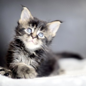 メインクーン【栃木県・男の子・2025年10月20日・ブラウンティックドタビー】の写真「coolな男の子」