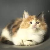 メインクーン