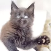 メインクーン【栃木県・男の子・2025年10月26日・ブラックソリッド】の写真1