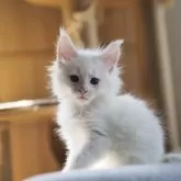 メインクーン