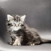 メインクーン【栃木県・男の子・2025年10月20日・ブラウンクラッシックタビー】の写真2