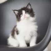 メインクーン【栃木県・男の子・2025年3月31日・ブラック&ホワイト】の写真2