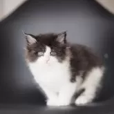 メインクーン【栃木県・男の子・2025年3月31日・ブラック&ホワイト】の写真3