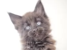 メインクーン【栃木県・男の子・2025年10月26日・ブラックソリッド】の写真4