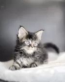 メインクーン【栃木県・男の子・2025年10月20日・ブラウンティックドタビー】の写真5