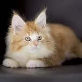 メインクーン【栃木県・女の子・2025年9月14日・レッドクラッシックタビー&ホワイト】の写真5