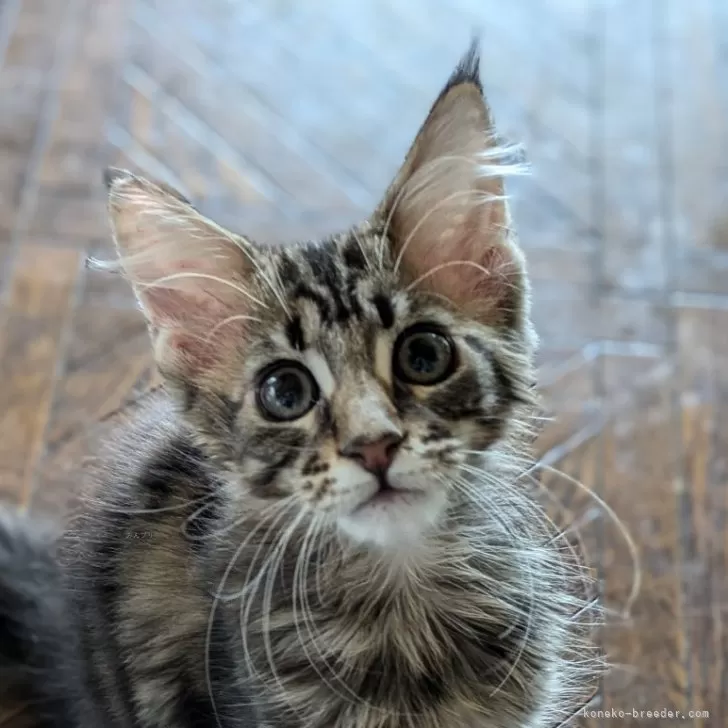 ID：2410-00580の子猫