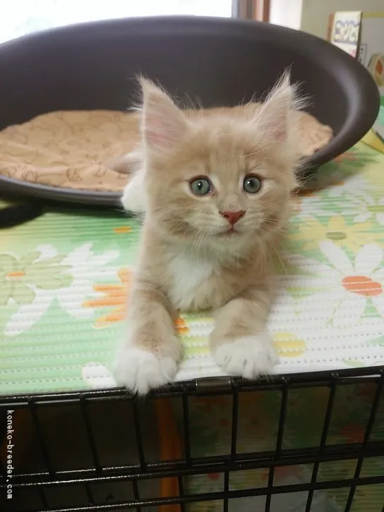 ID：1606-00527の子猫