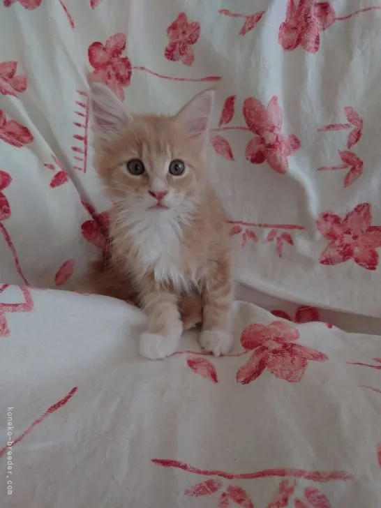 ID：2105-01083の子猫