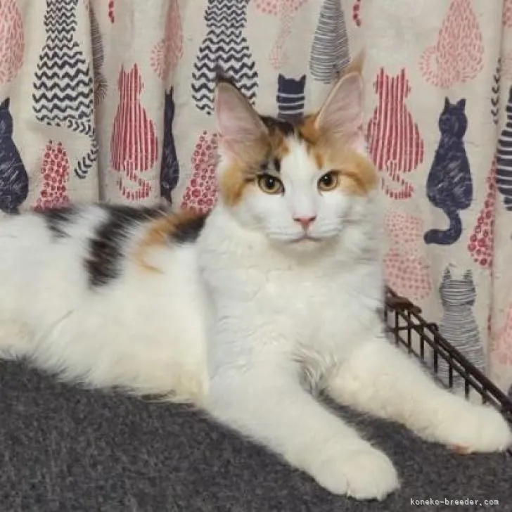 ID：2205-00040の子猫