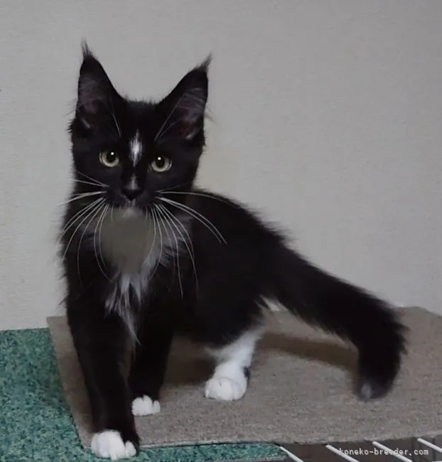 ID：2102-01317の子猫