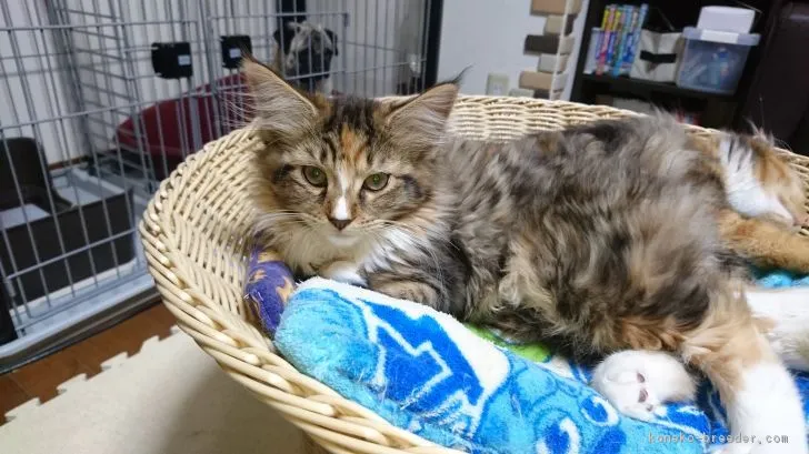 ID：1803-00488の子猫