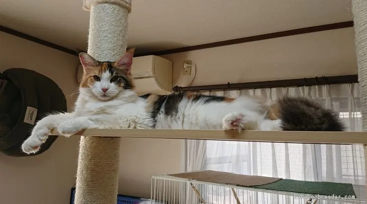 ID：2009-00808の子猫